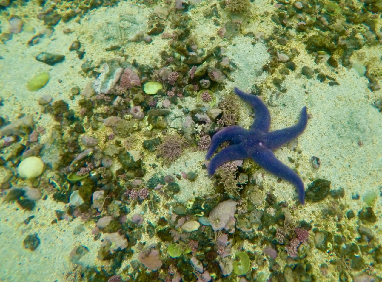 LOFOTEN (Nasjonal turistveg Lofoten): Under havoverflaten åpenbarer det seg en ny verden i nyanser av rosa, lilla og grønt.